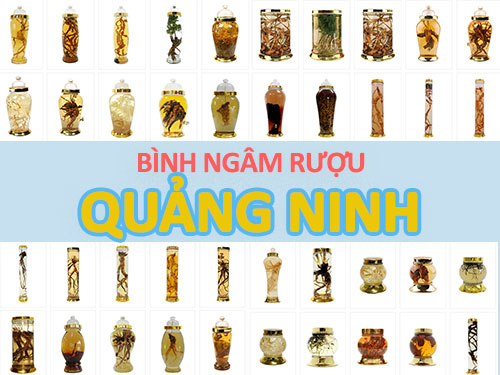 Nơi bán bình ngâm rượu sỉ & lẻ uy tín ở Quảng Ninh