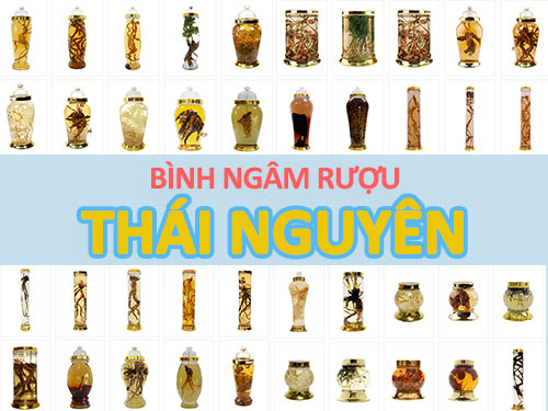 Nơi bán bình ngâm rượu sỉ & lẻ uy tín ở Thái Nguyên