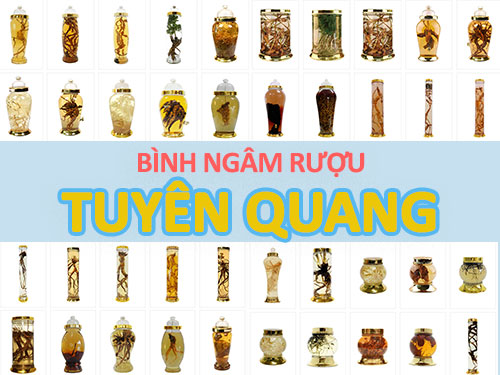 Nơi bán bình ngâm rượu sỉ & lẻ uy tín ở Tuyên Quang